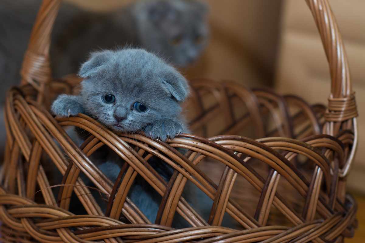 Criadores y Venta de Gatos Azules Rusos