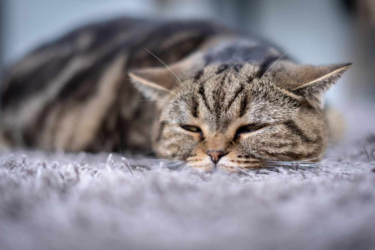 Síntomas de Enfermedades en Gatos