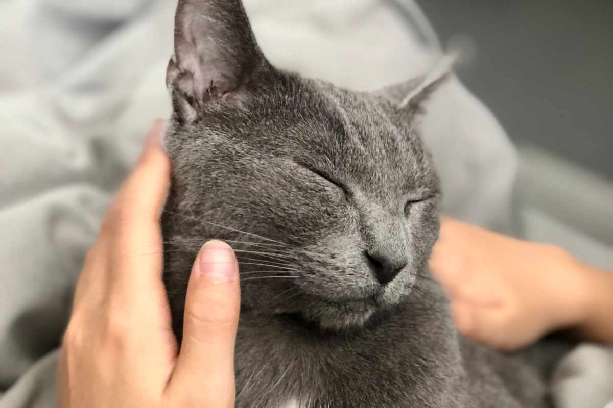 Temperamento de los Gatos Azules Rusos