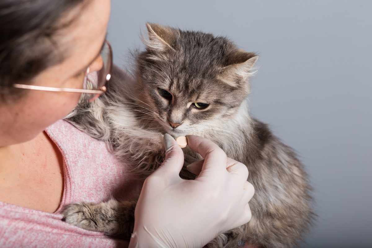 Tratamientos Veterinarios para Gatos