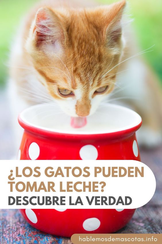 ¿Los Gatos Pueden Tomar Leche - Descubre la Verdad