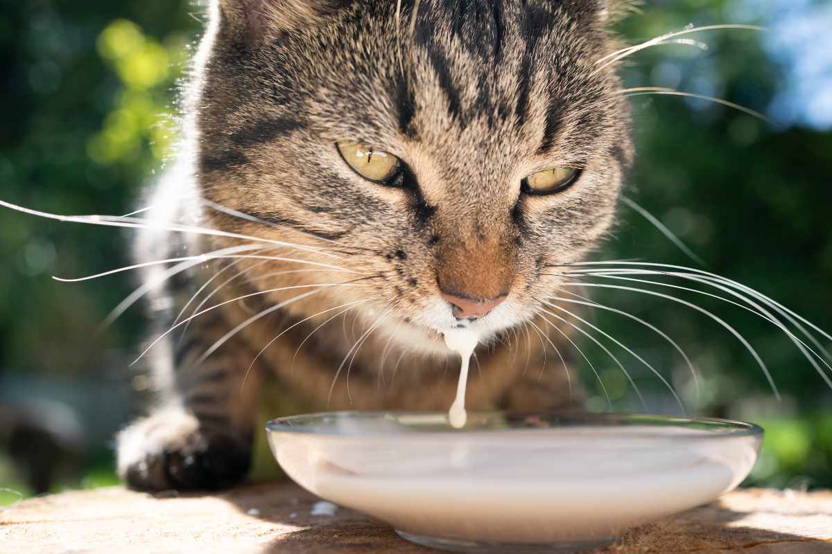 ¿Qué dice la Ciencia sobre Gatos y Leche
