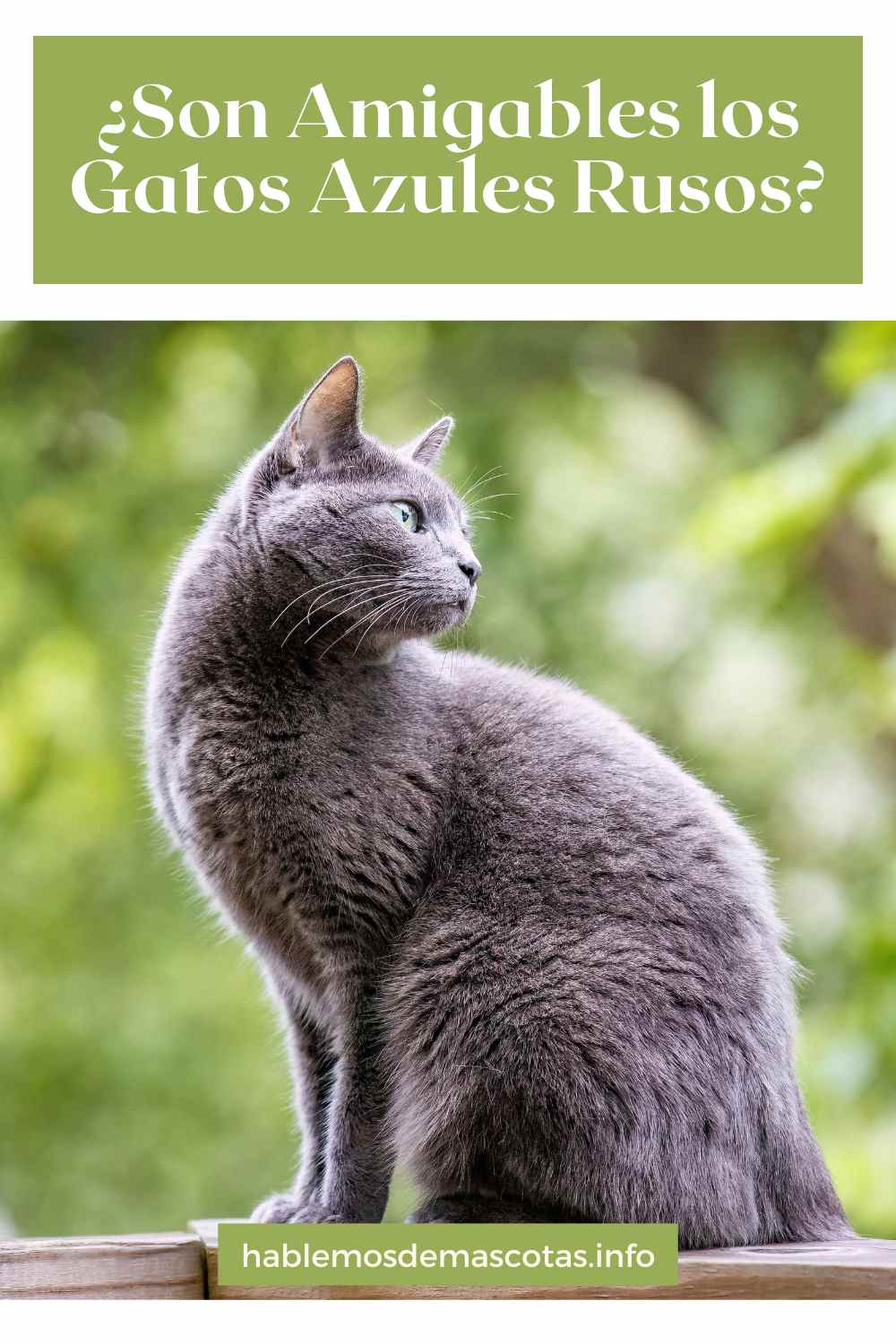 ¿Son Amigables los Gatos Azules Rusos