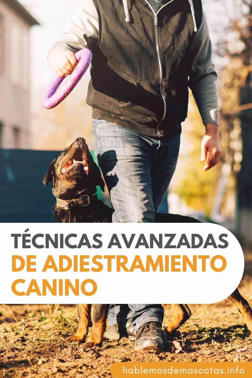 Técnicas Avanzadas de Adiestramiento Canino