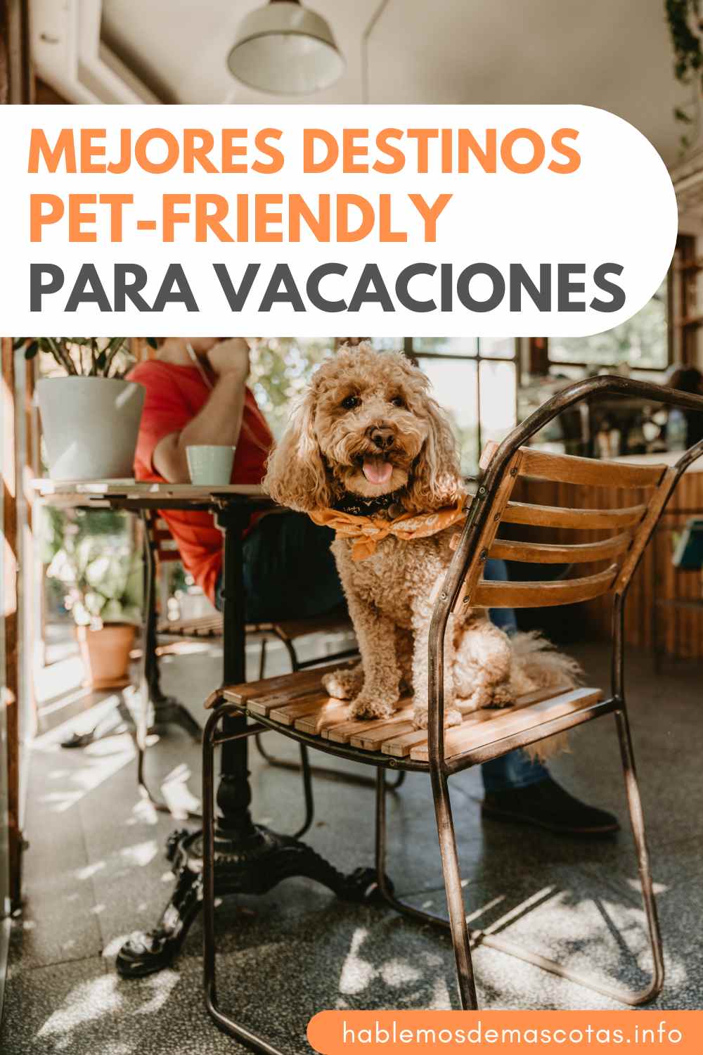 Mejores Destinos Pet-Friendly para Vacaciones