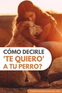Expresando Amor C mo Decirle Te Quiero A Tu Perro expresando-amor-c-mo-decirle-te-quiero-a-tu-perro