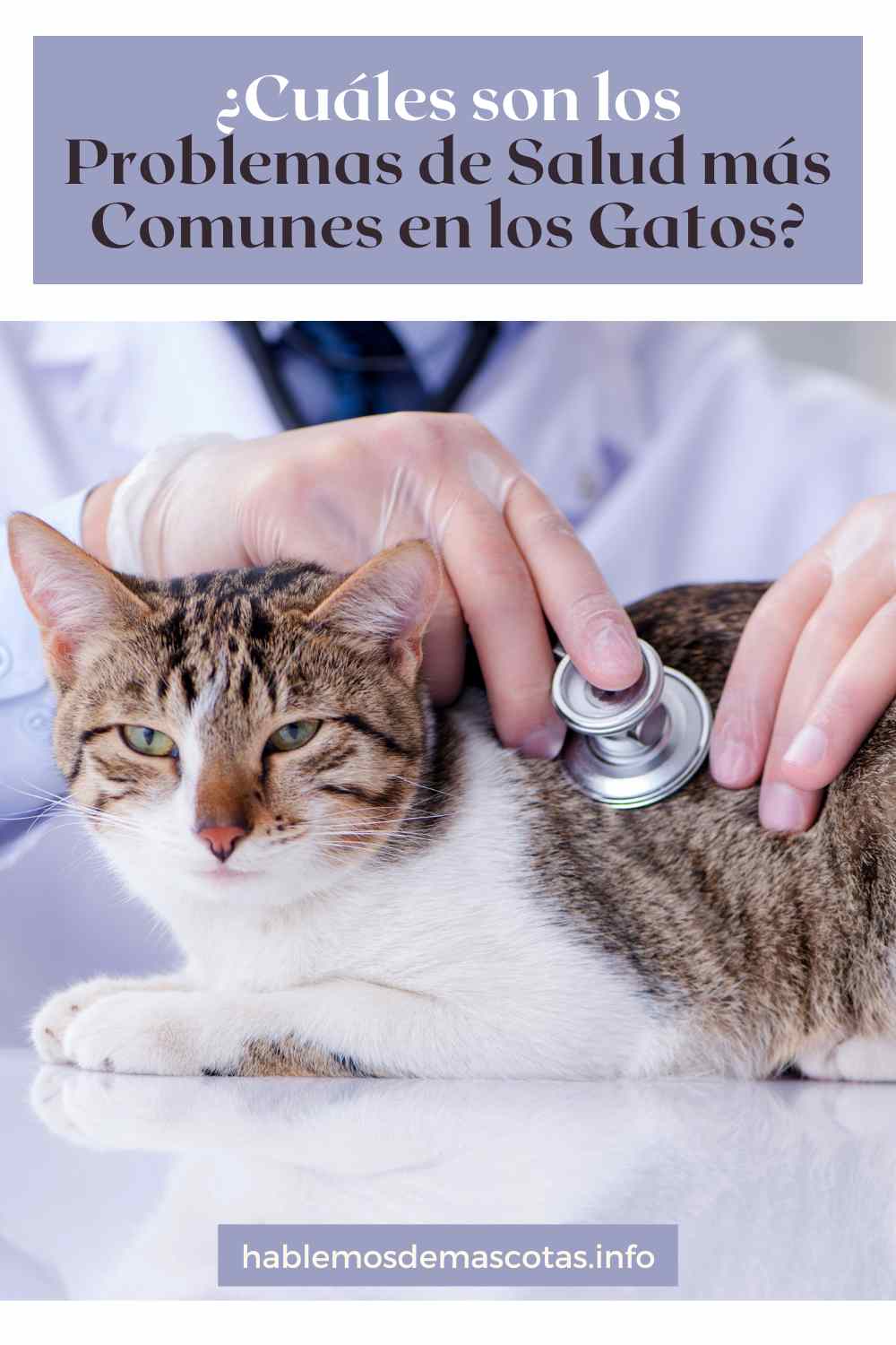 ¿Cuáles son los Problemas de Salud más Comunes en los Gatos?