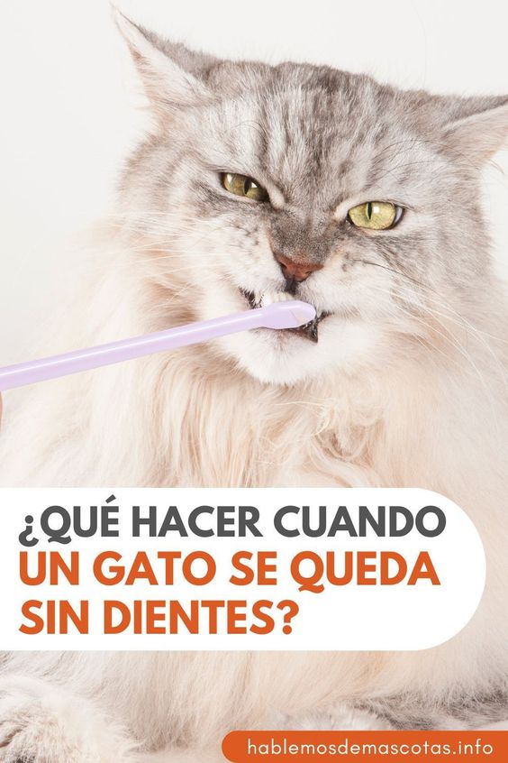 Qué Hacer Cuando un Gato se Queda Sin Dientes