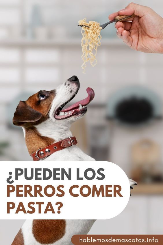 ¿Pueden los Perros Comer Pasta