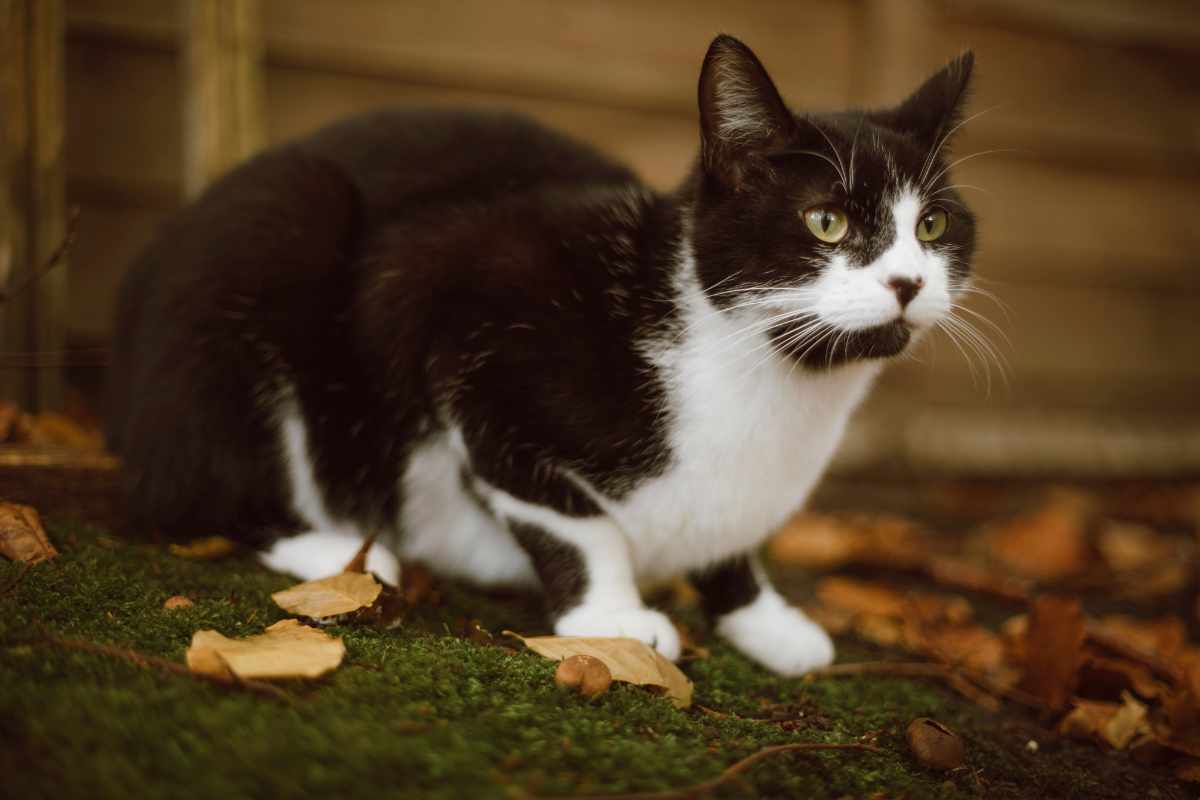 3. Personalidad y Comportamiento3. Personalidad y Comportamiento