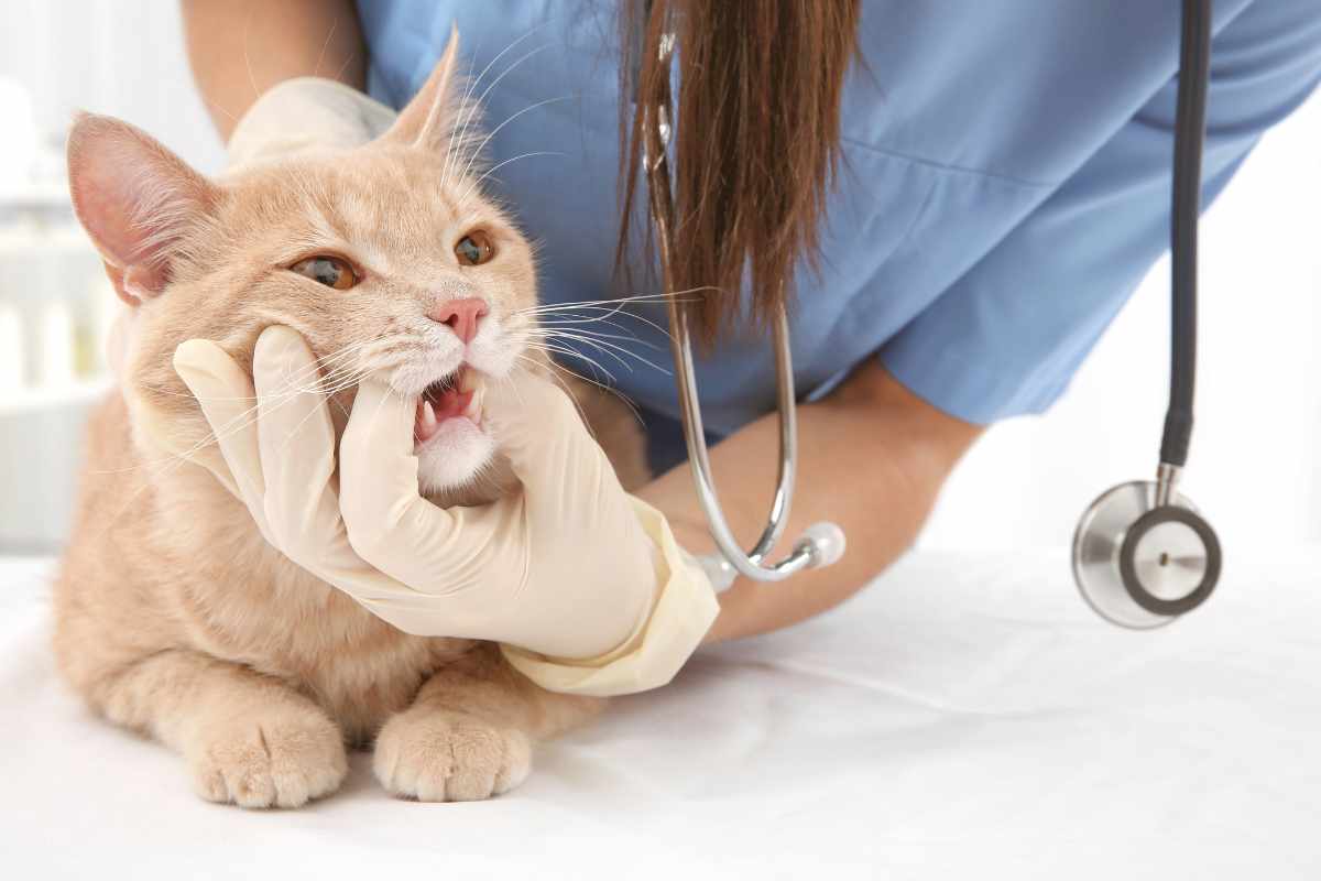 Causas de la Pérdida Dental en los Gatos