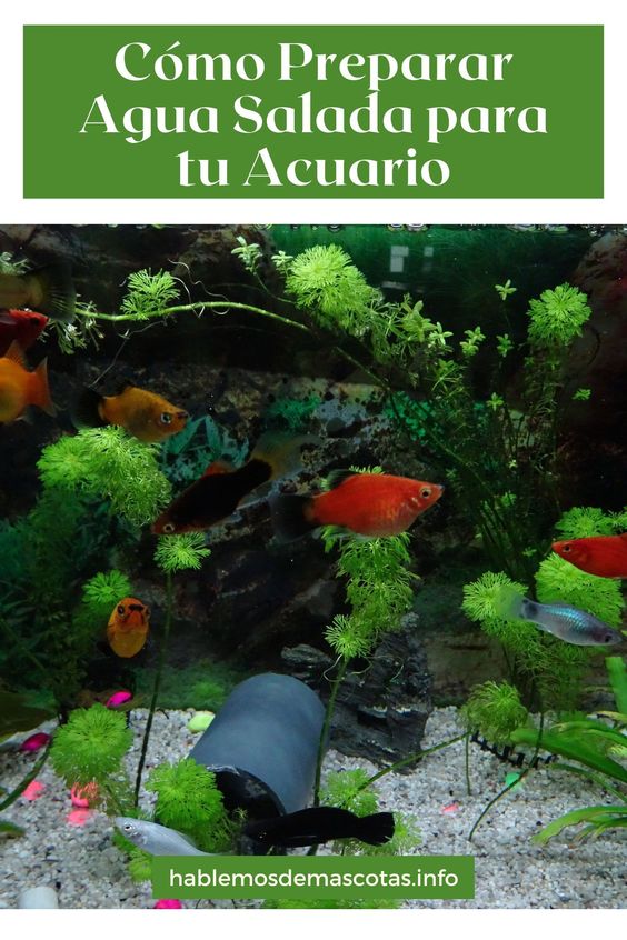 Cómo Preparar Agua Salada para tu Acuario