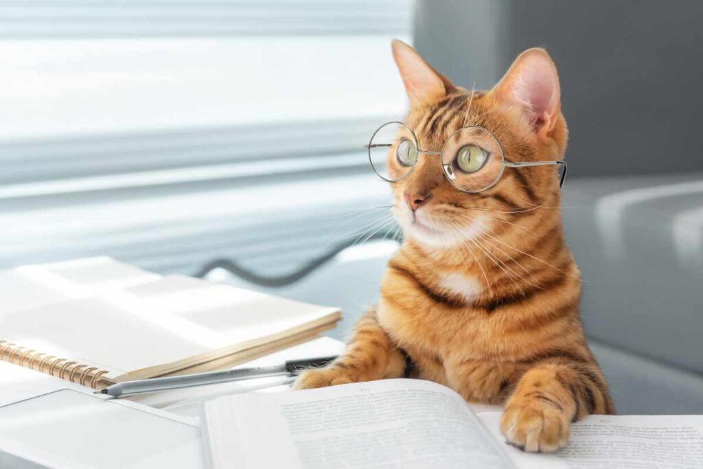 Cómo Saber la Edad de tu Gato en Años Humanos