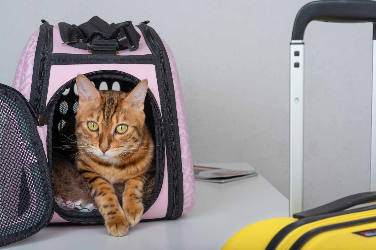 Consejos para Viajar con Mascotas
