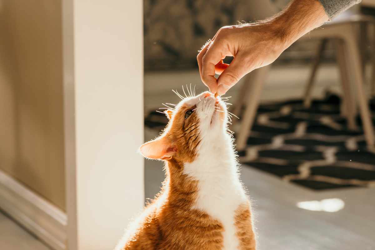 Consejos para el Cuidado de tu Gato en Cada Etapa