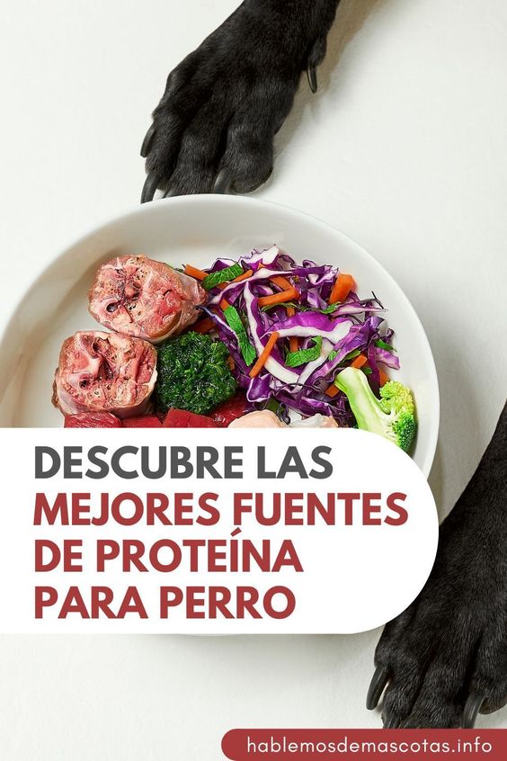 Descubre las Mejores Fuentes de Proteína para Perros