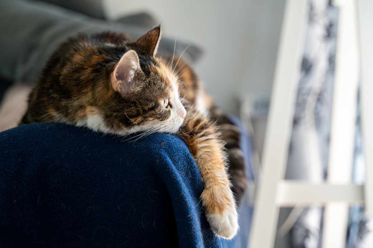 Etapas de la Vida de un Gato