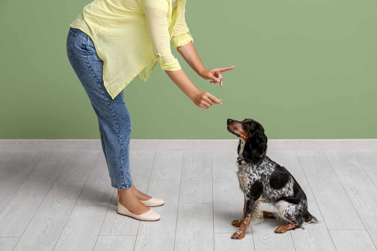 Importancia del Adiestramiento Canino