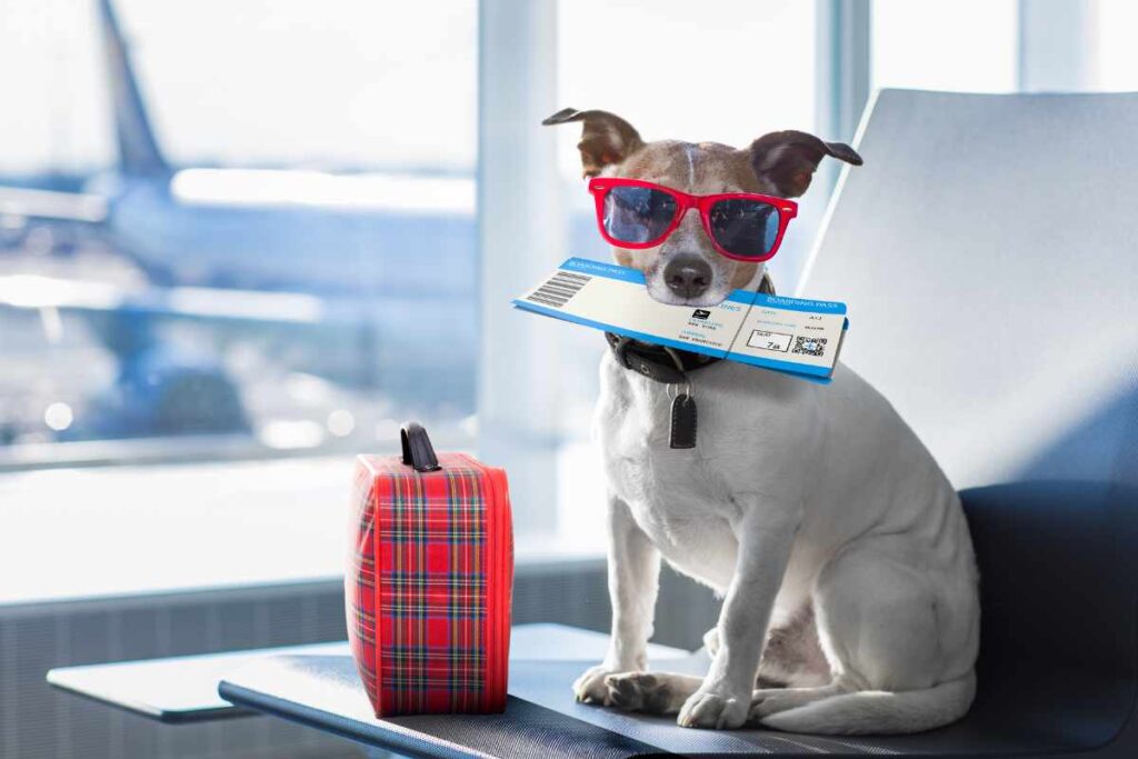 Mejores Destinos Pet-Friendly para Vacaciones