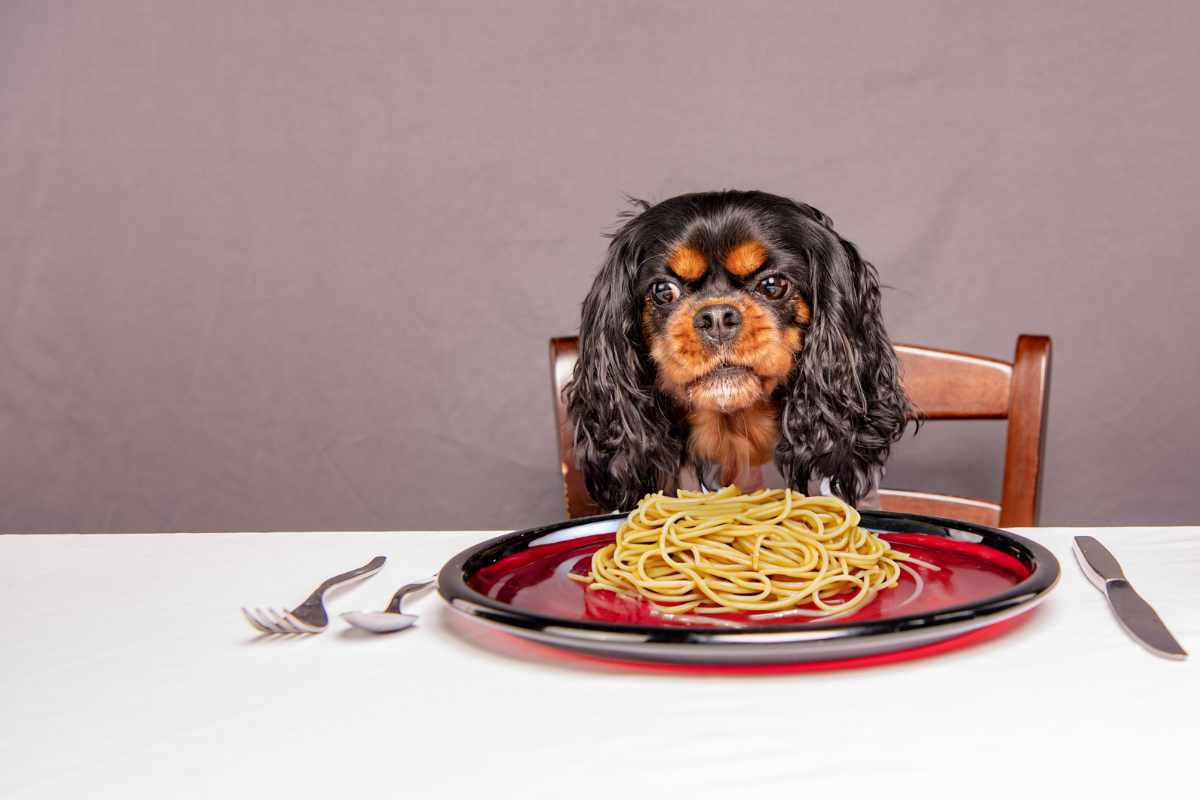 ¿Es Seguro que los Perros Coman Pasta
