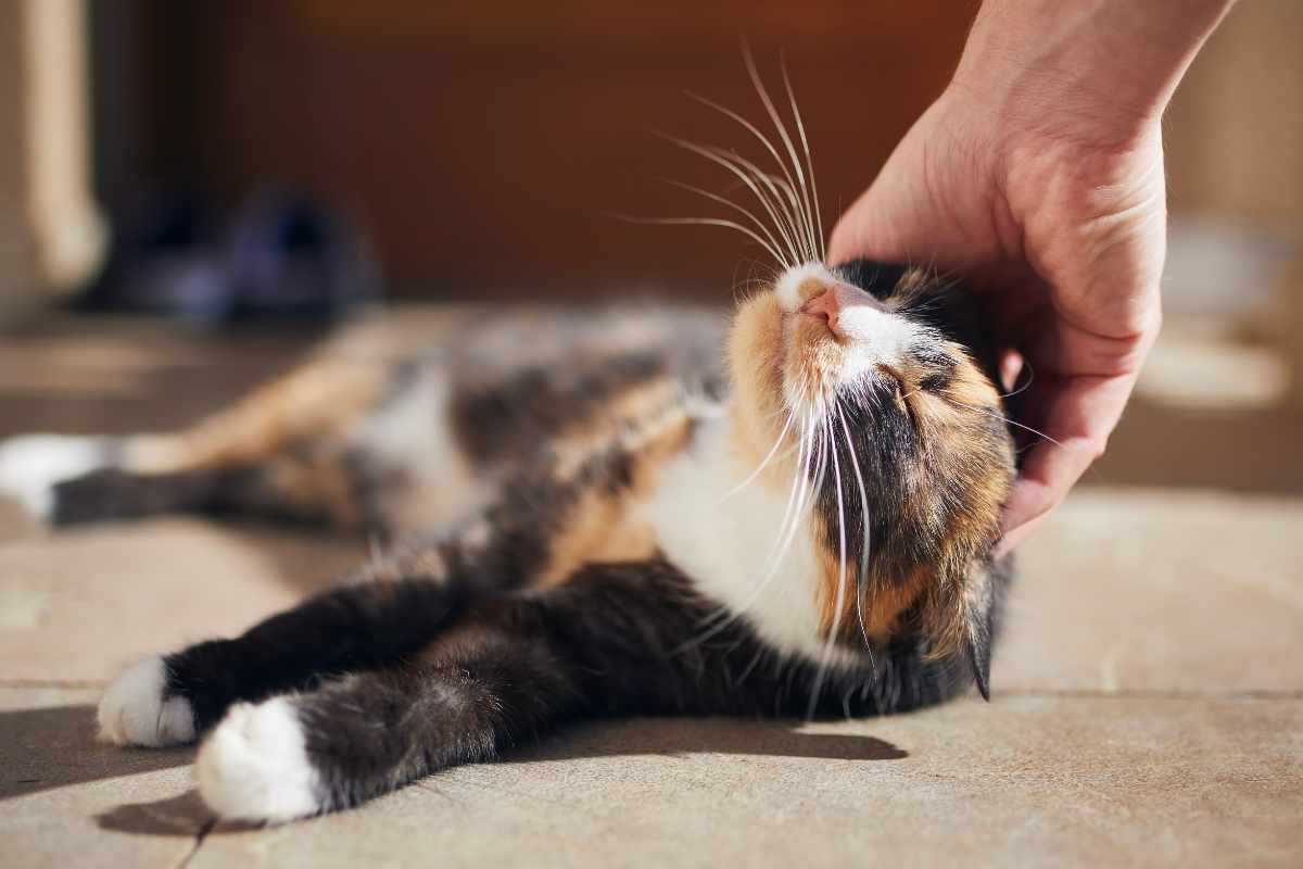 Qué Hacer si Tu Gato Está Triste o Enfermo