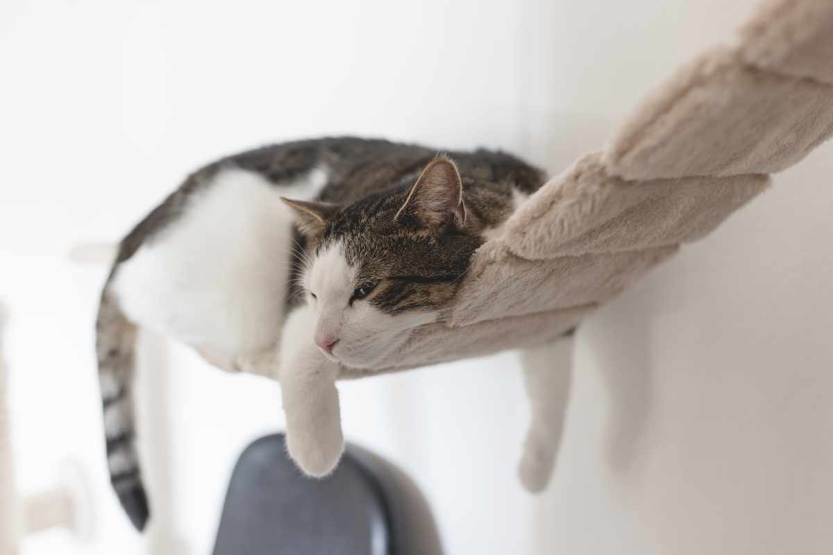 Señales de un Gato Triste