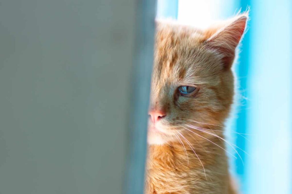 ¿Cómo Saber si un Gato está Triste o Enfermo