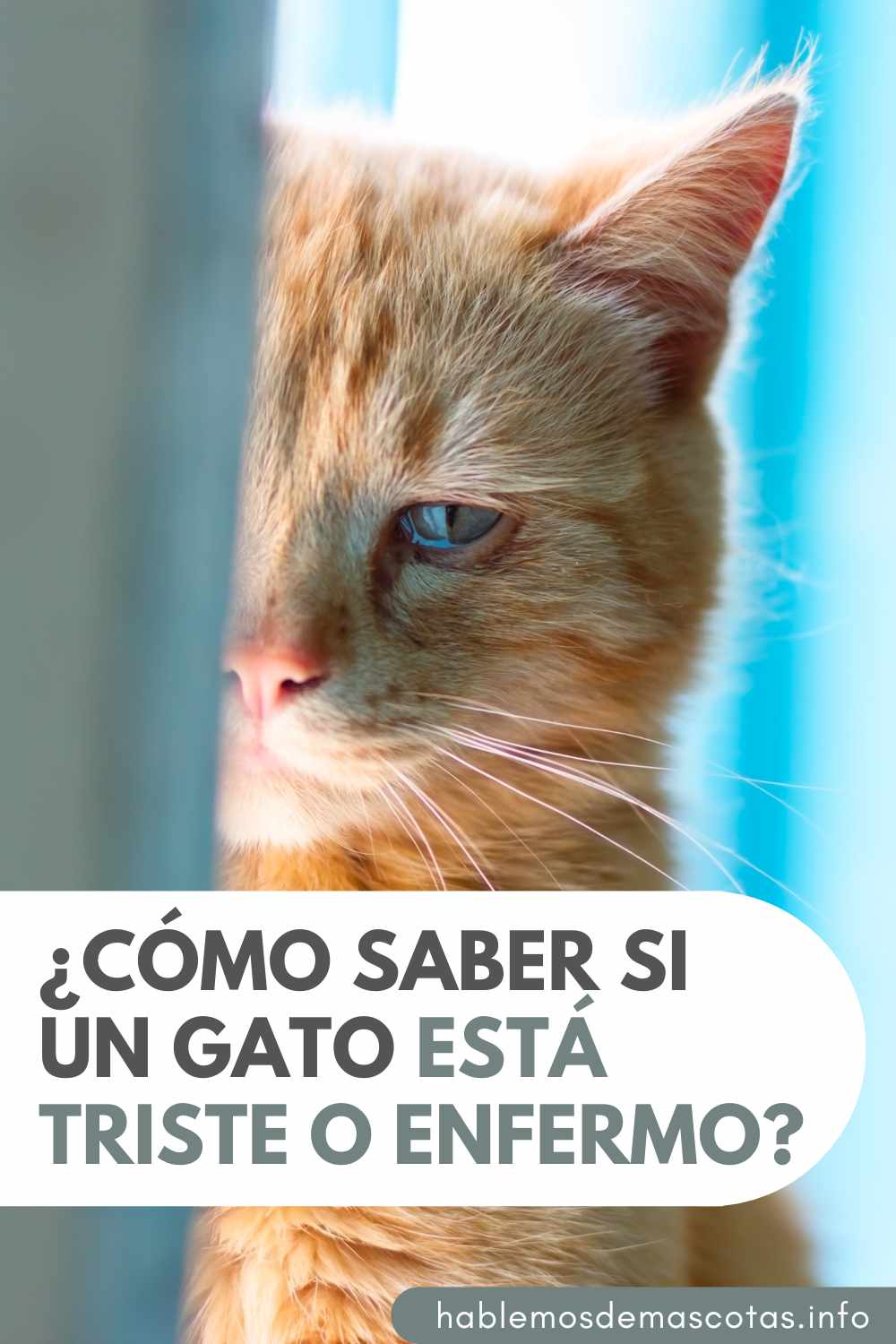 ¿Cómo Saber si un Gato está Triste o Enfermo PIN
