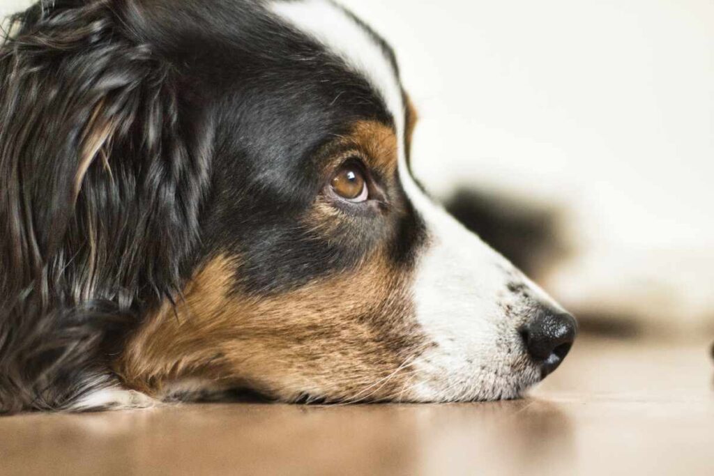 Emociones Caninas