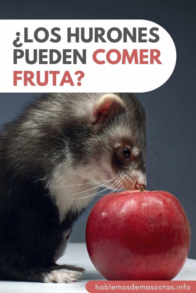 ¿Los Hurones Pueden Comer Fruta PIN