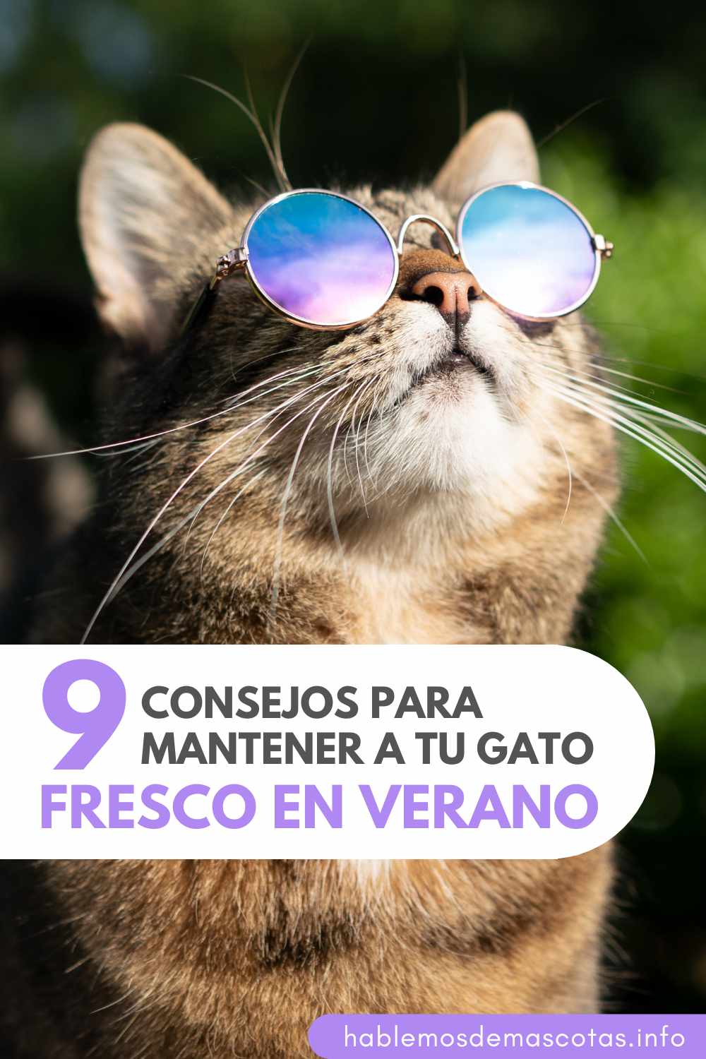 ¿Por Qué Mis Peces se Pelean - Razones Comunes PIN (1)