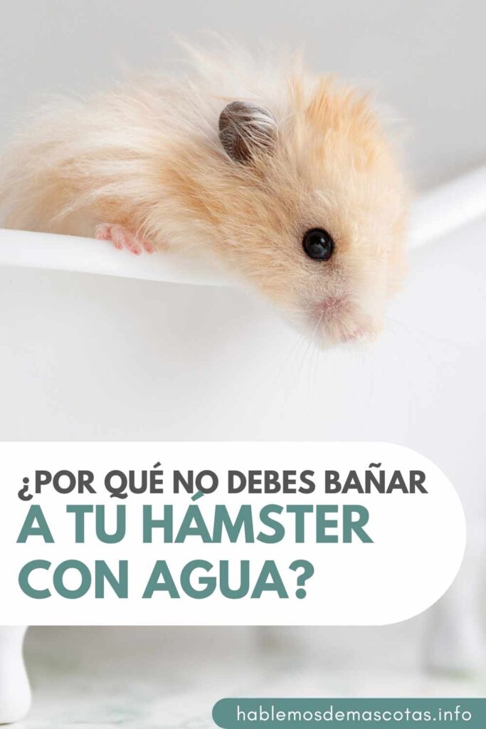 ¿Por qué No Debes Bañar a tu Hámster con Agua PIN