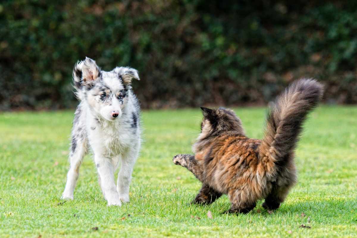 5 Consejos para que Tu Perro y tu Gato se Lleven Bien