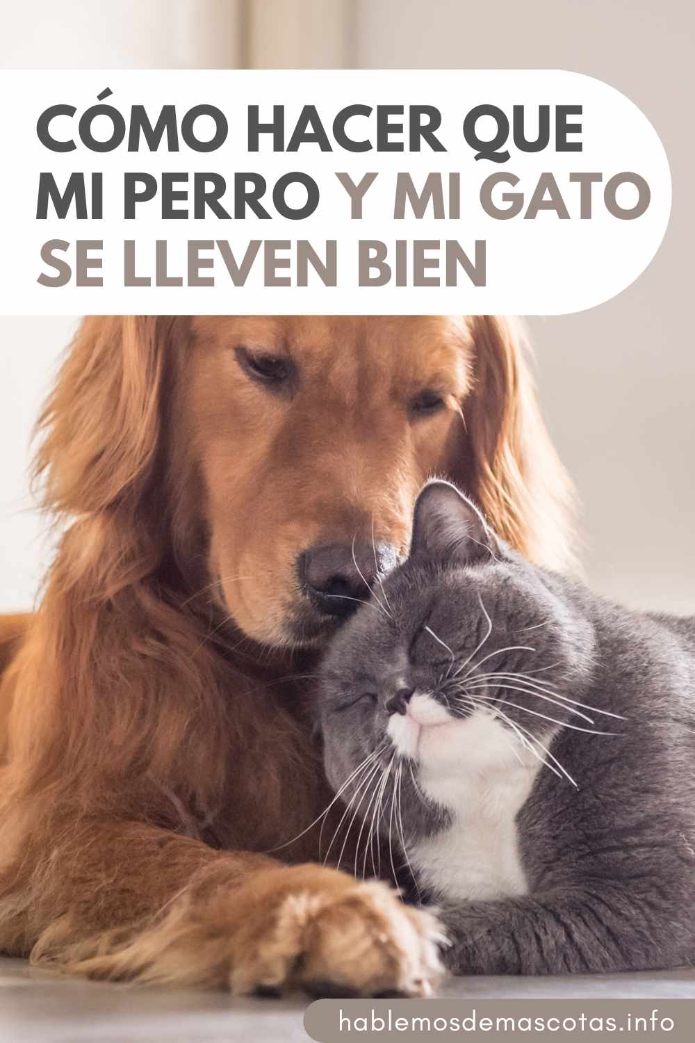 Cómo Hacer que mi Perro y mi Gato se lleven Bien PIN