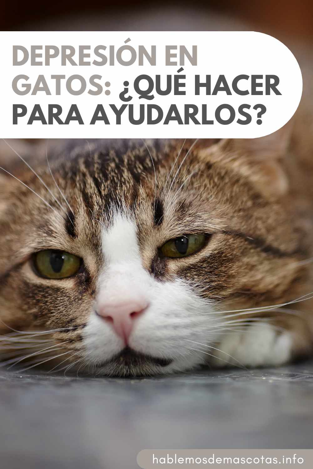 Depresión en Gatos ¿Qué Hacer para Ayudarlos PIN