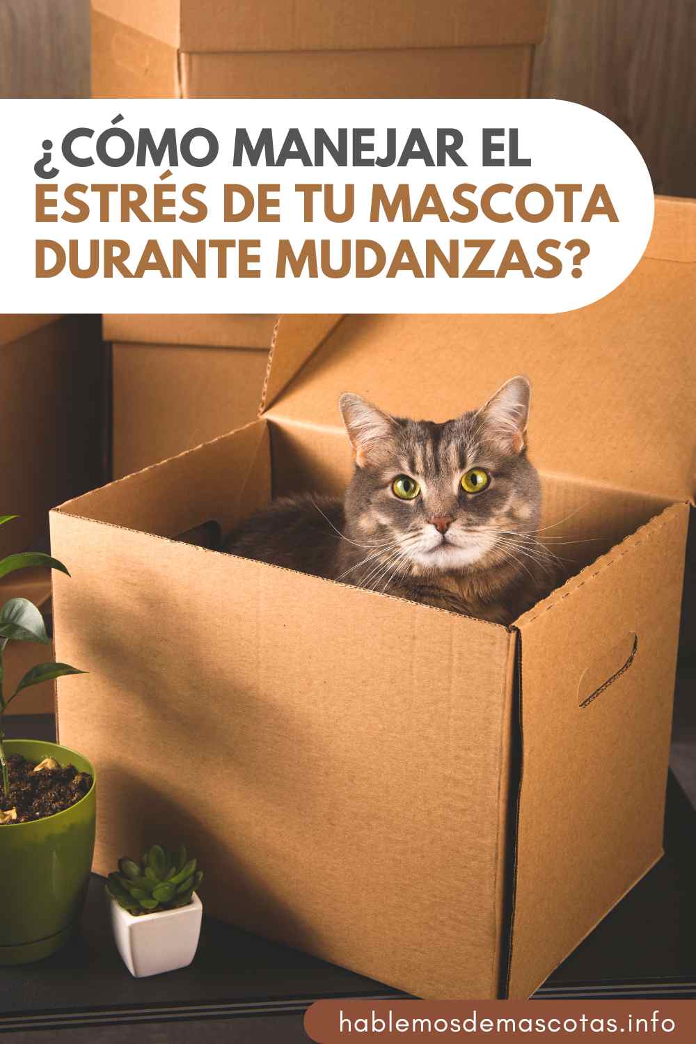 mudanza