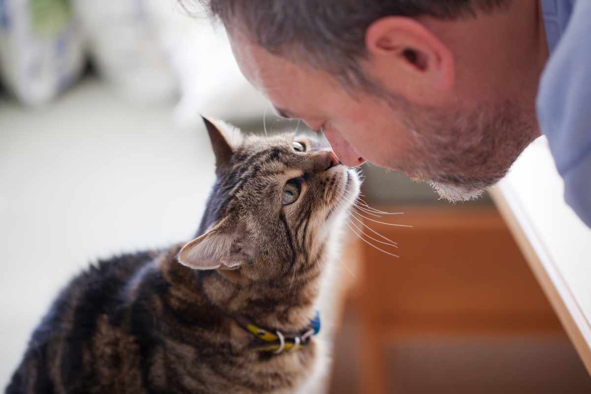 ¿Qué hacer si tu gato está deprimido